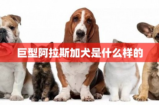 巨型阿拉斯加犬是什么樣的