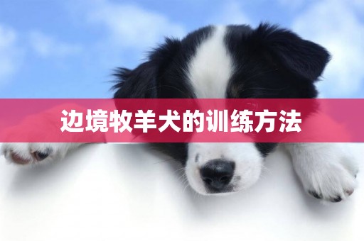 邊境牧羊犬的訓練方法