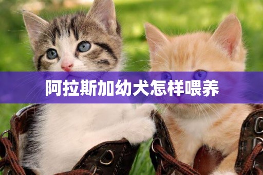 阿拉斯加幼犬怎樣喂養