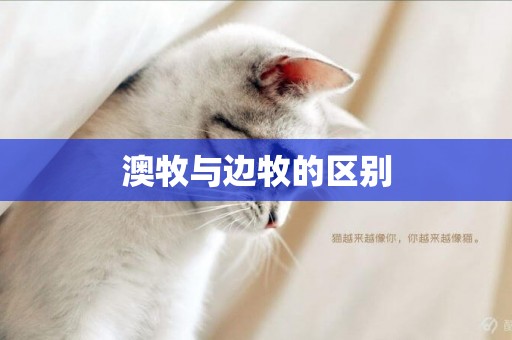 澳牧與邊牧的區別