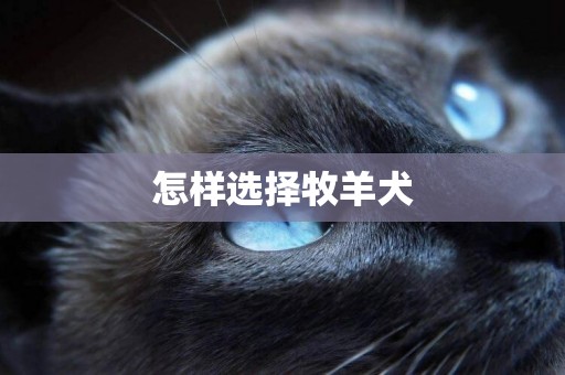 怎樣選擇牧羊犬