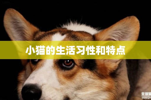 小貓的生活習性和特點