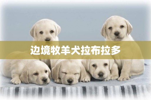 邊境牧羊犬拉布拉多