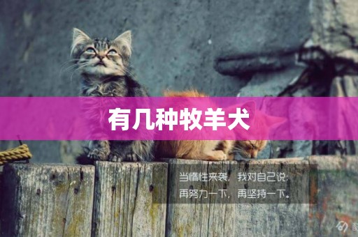 有幾種牧羊犬
