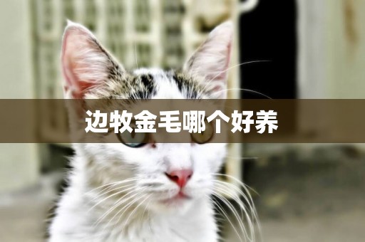 邊牧金毛哪個好養