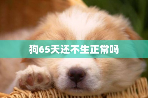 狗65天還不生正常嗎
