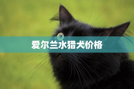 愛爾蘭水獵犬價格