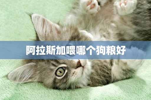 阿拉斯加喂哪個狗糧好