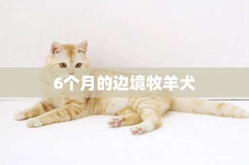 6個月的邊境牧羊犬