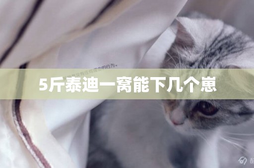 5斤泰迪一窩能下幾個崽