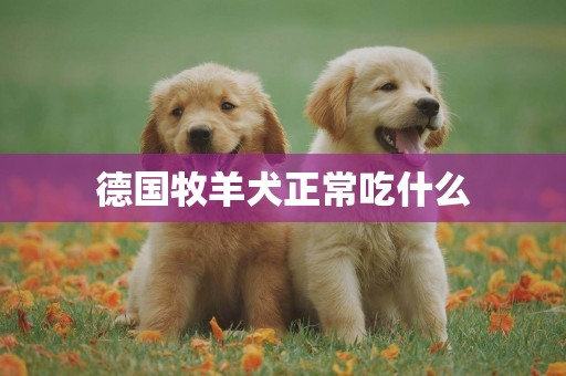 德國牧羊犬正常吃什么
