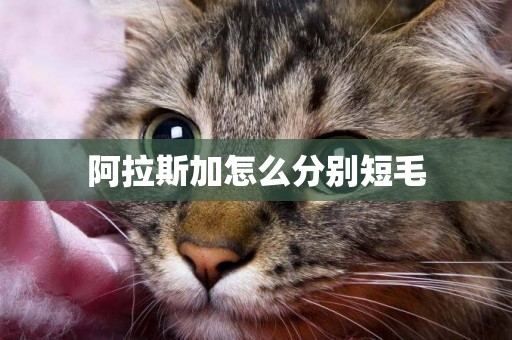 阿拉斯加怎么分別短毛
