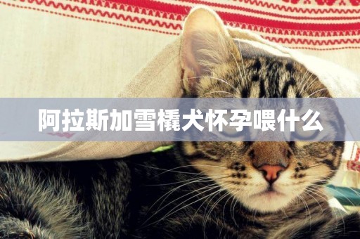 阿拉斯加雪橇犬懷孕喂什么