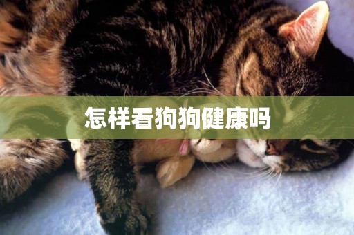 怎樣看狗狗健康嗎