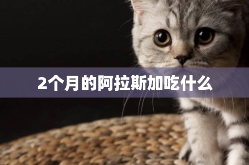 2個月的阿拉斯加吃什么
