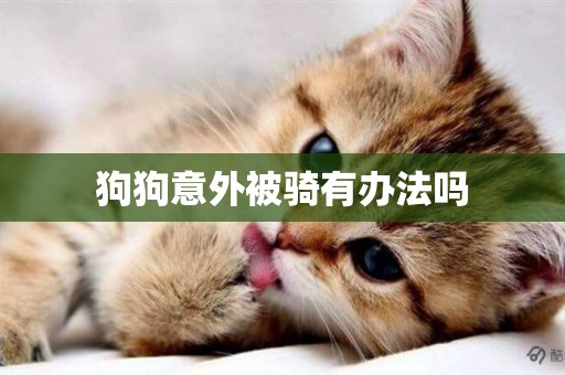 狗狗意外被騎有辦法嗎