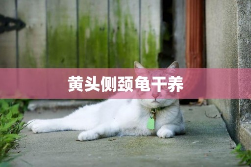 黃頭側頸龜干養