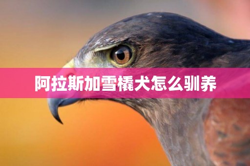 阿拉斯加雪橇犬怎么馴養