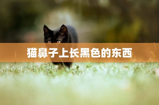 貓鼻子上長黑色的東西