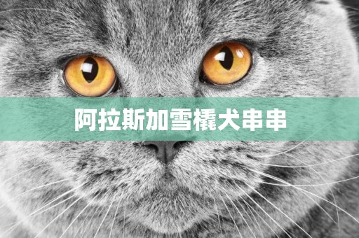 阿拉斯加雪橇犬串串