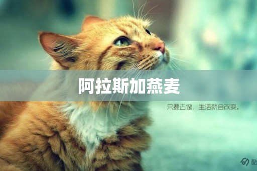 阿拉斯加燕麥