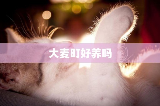 大麥町好養嗎