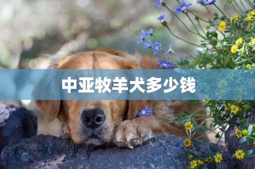中亞牧羊犬多少錢