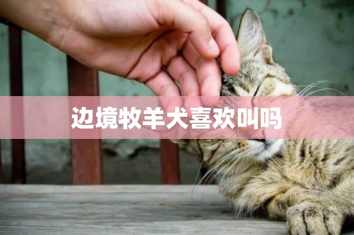 邊境牧羊犬喜歡叫嗎