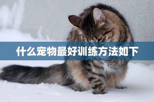什么寵物最好訓練方法如下