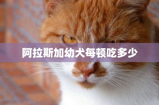 阿拉斯加幼犬每頓吃多少