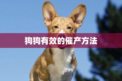 狗狗有效的催產方法