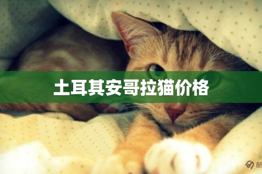 土耳其安哥拉貓價格