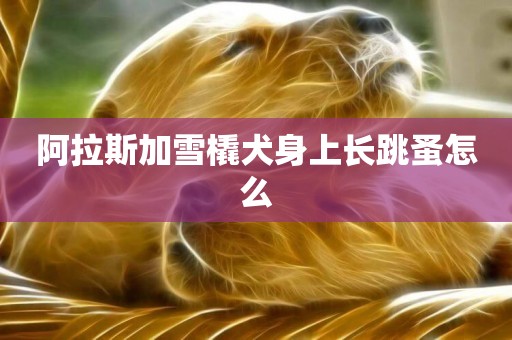 阿拉斯加雪橇犬身上長跳蚤怎么