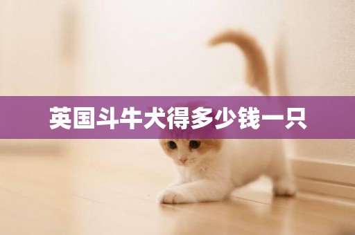 英國斗牛犬得多少錢一只