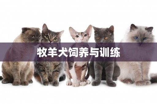 牧羊犬飼養與訓練