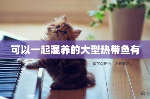 可以一起混養的大型熱帶魚有