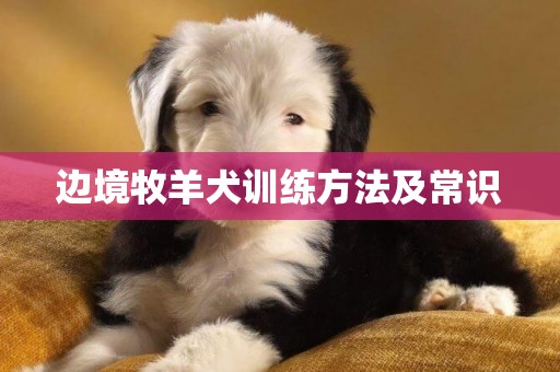 邊境牧羊犬訓練方法及常識