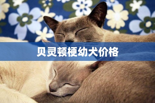 貝靈頓梗幼犬價格