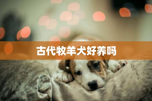 古代牧羊犬好養嗎