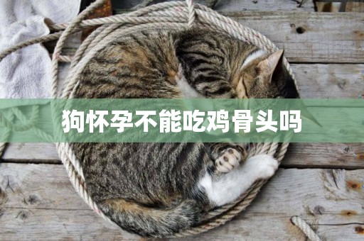 狗懷孕不能吃雞骨頭嗎
