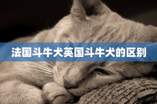 法國斗牛犬英國斗牛犬的區別