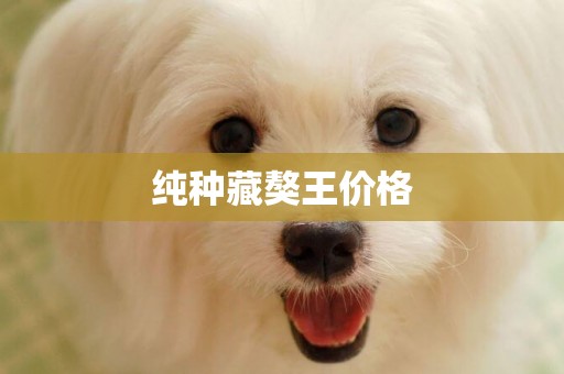 純種藏獒王價格