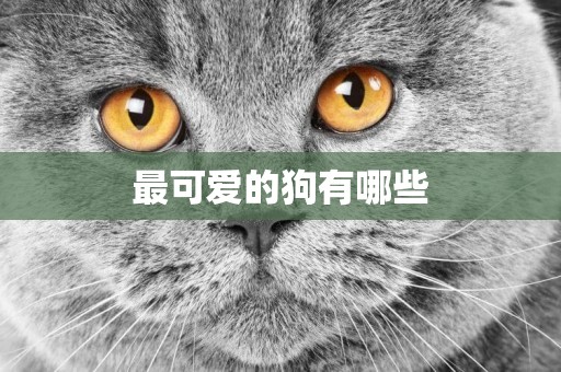 最可愛的狗有哪些
