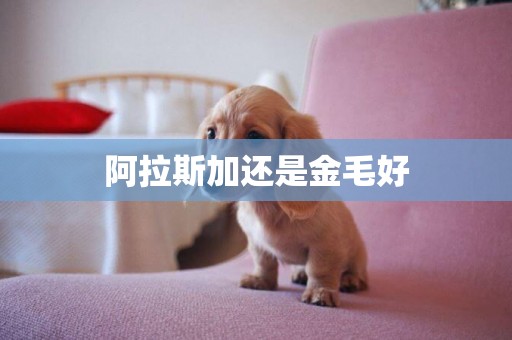 阿拉斯加還是金毛好