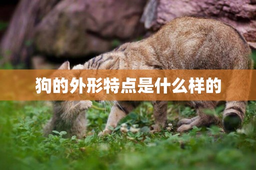狗的外形特點是什么樣的