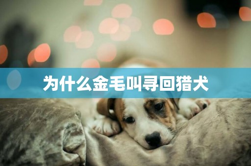 為什么金毛叫尋回獵犬