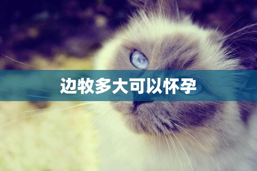 邊牧多大可以懷孕