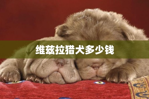維茲拉獵犬多少錢