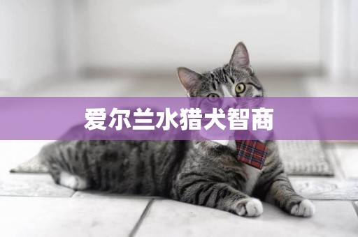 愛爾蘭水獵犬智商