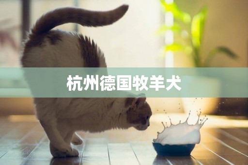 杭州德國牧羊犬